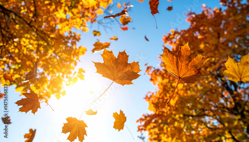 Stunning Autumn Leaves Falling: Golden Maple Leaves in Sunlight
