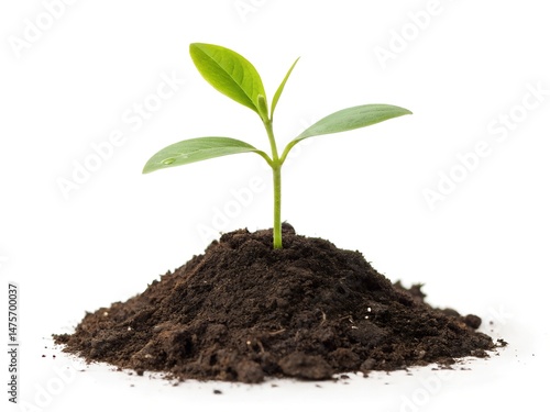Wallpaper Mural Green sprout growing from the heap of soil Isolated on a white background. A tiny plant is sprouting from the ground. Torontodigital.ca