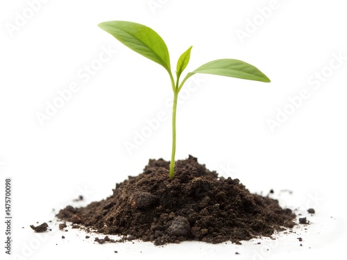 Wallpaper Mural Green sprout growing from the heap of soil Isolated on a white background. A tiny plant is sprouting from the ground. Torontodigital.ca