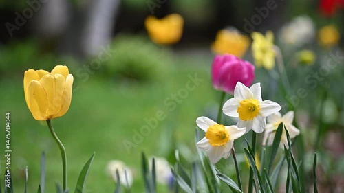 Close up of white daffodils in a spring garden, swaying in the breeze with pink and yellow tulips out of focus in the background