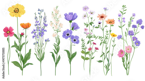 Wildflower meadow illustration with colorful blossoms isolated on transparent png