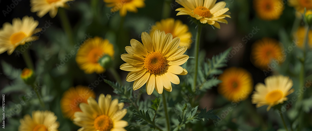 Corn Marigold Bloom Focus Corn Marigold Bloom Focus