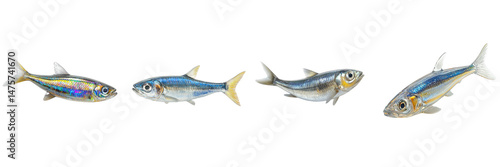 3d cute sardine fish isolated on transparent png