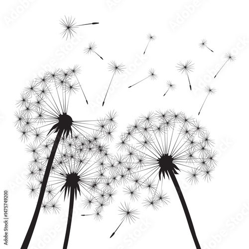 Black dandelion on white background.
