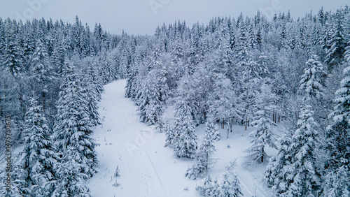Quadro su tela winter trail through the snowy boreal forest on a freezing winter day