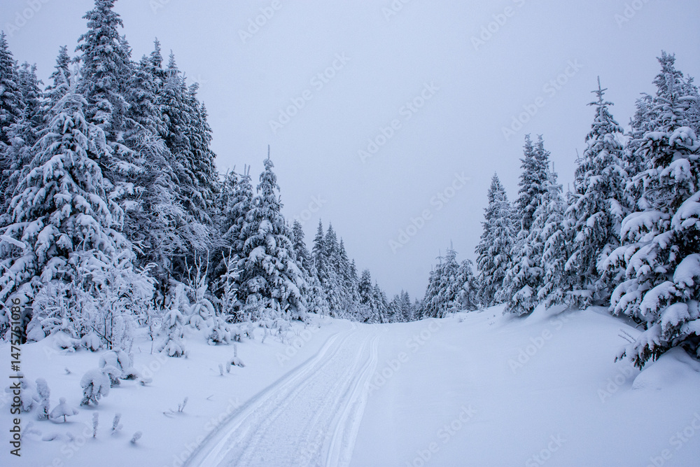 Obraz premium winter trail through the snowy boreal forest on a freezing winter day