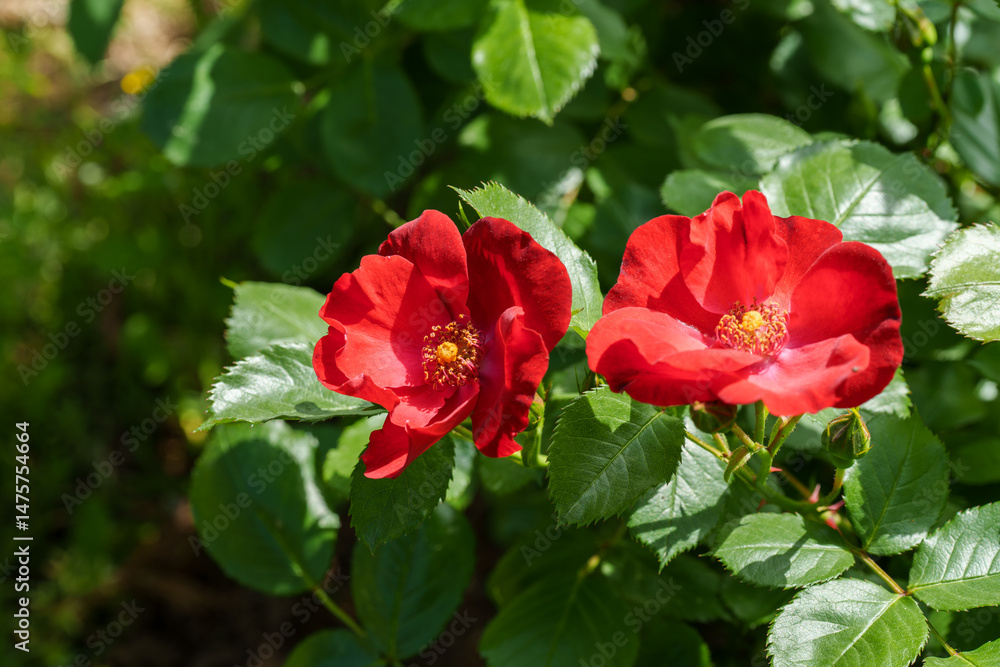 Close-up photo of red Rosa moyesii flowers blooming in spring in May Close-up photo of red Rosa moyesii flowers blooming in spring in May