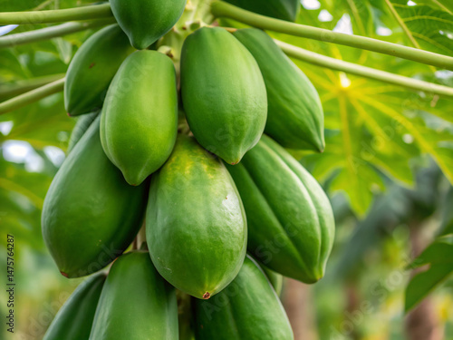 close up of green beans. food, fruit, plant, tree, nature, vegetable, agriculture, garden, fresh, leaf, healthy, leaves, tomato, organic, farm, ripe, flower, branch, closeup, freshness, green, natural