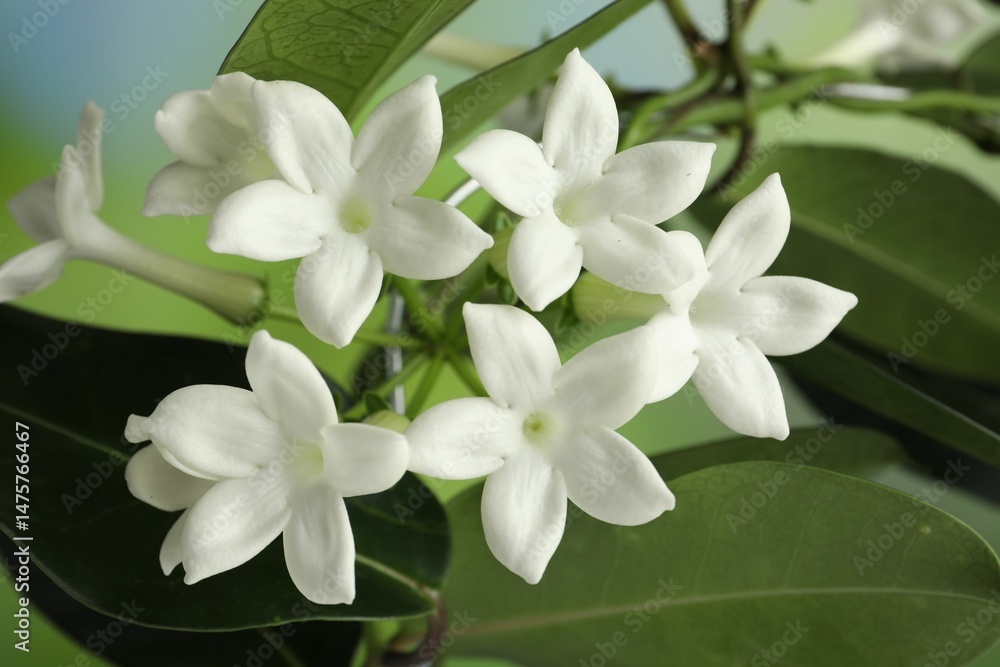 Obraz premium Beautiful jasmine plant with flowers on blurred background, closeup