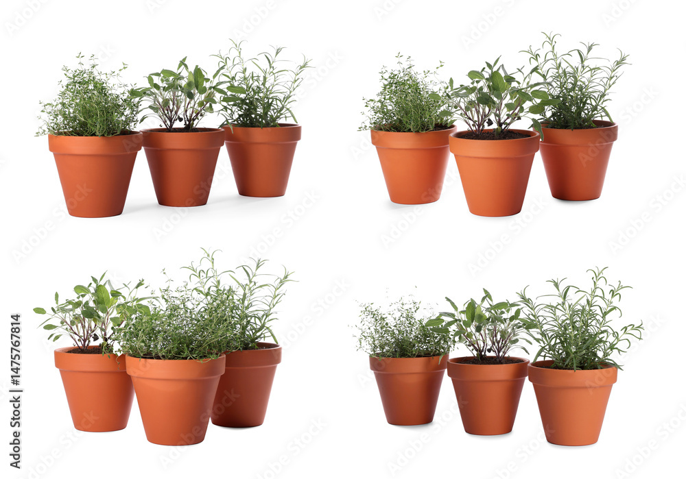 Different aromatic herbs in clay pots isolated on white, set