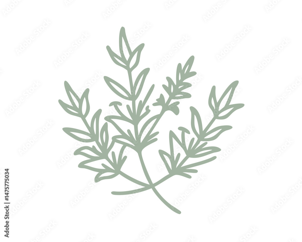 Fototapeta premium Alpine Mint Bush Line Art Illustration