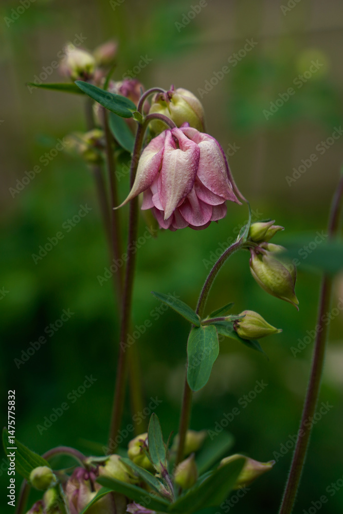 PInk, multi-layer, columbine flowers growing outdoors. PInk, multi-layer, columbine flowers growing outdoors.