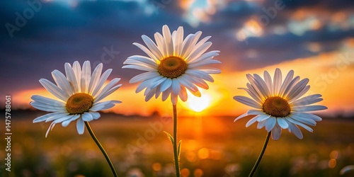 Three White Daisies in a Row - Silhouette Photography