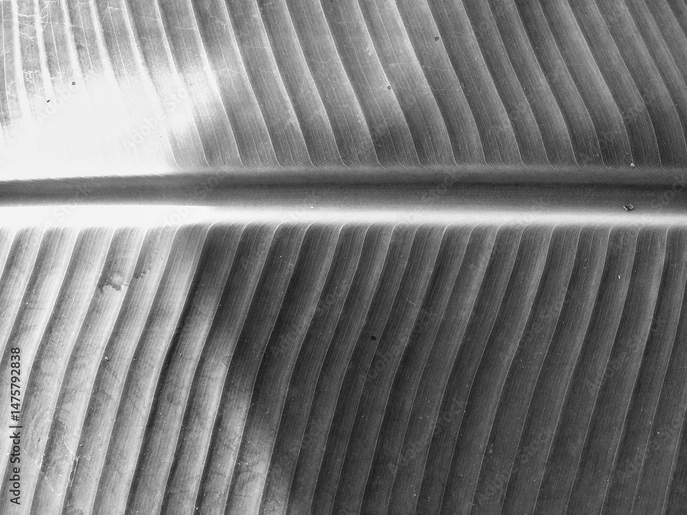 Naklejka premium Monochrome style banana leaf texture