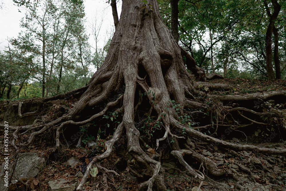 Obraz premium A powerful display of nature’s resilience—exposed tree roots snake across a rocky slope, gripping the earth tightly as the forest rises behind. A portrait of strength, time, and erosion.