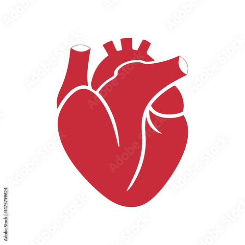 Realistic Human Heart Vector Illustration – Anatomical Medical Drawing