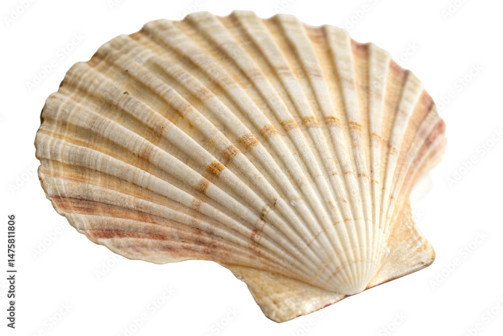 White elegant sea jacobean scallop shel isolated on transparent background
White elegant sea jacobean scallop shel isolated on transparent background