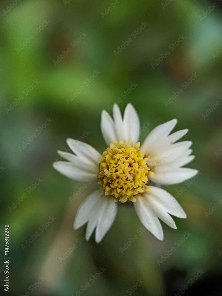 macro photograpy of flower gletang macro photograpy of flower gletang