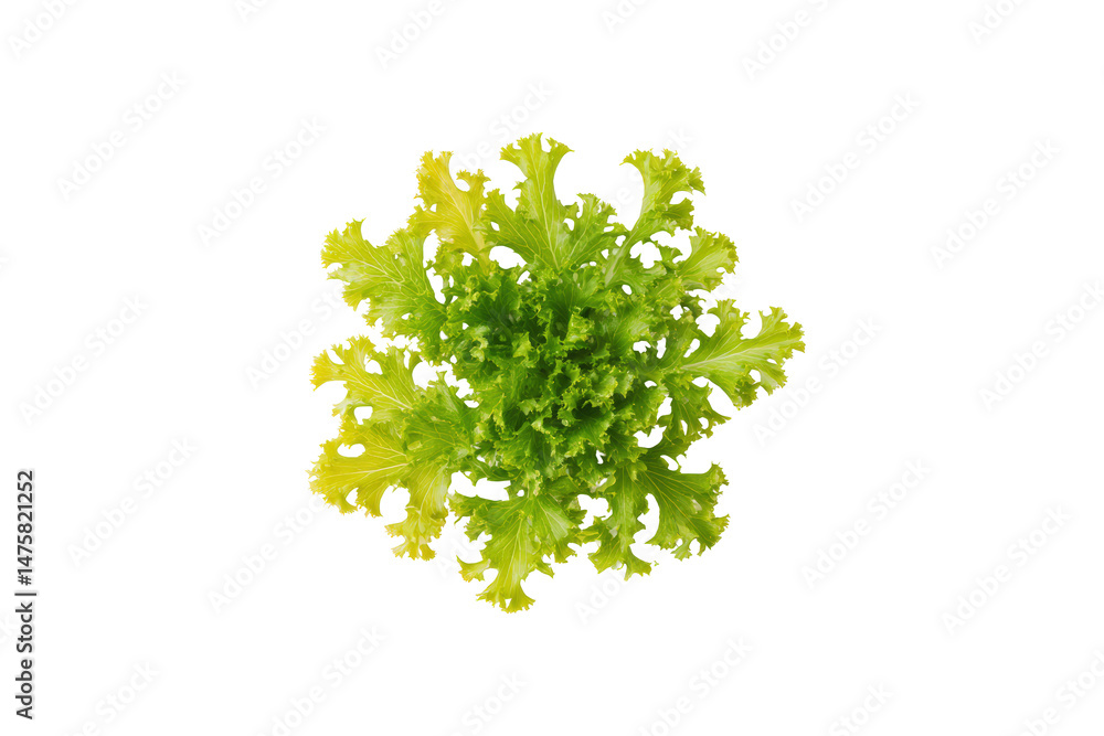 Obraz premium Frisée lettuce S-curve shredded curls across bright flatlay isolated on transparent background