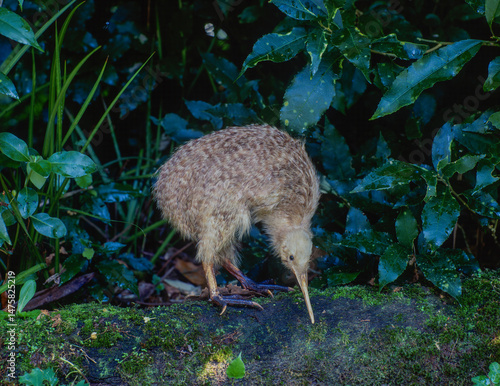 Little spotted kiwi on the north island of  New Zealand.