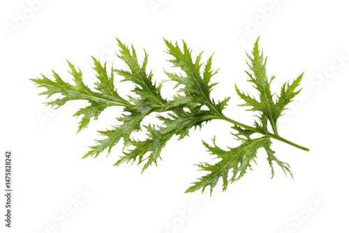 Mizuna leafy bunch with frilly edges centred flatlay isolated on transparent background