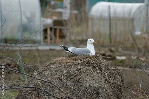 a seagull hatches chicks in a nest near people