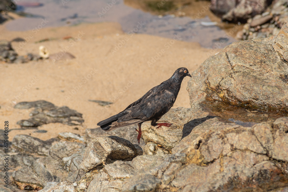 Fototapeta premium A black pigeon walking on the rocks of a beach. Wild animal in search of food.