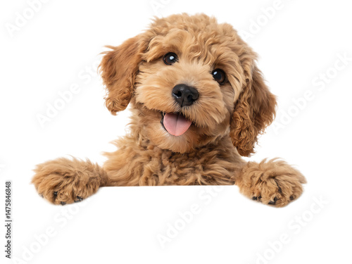 Close up of a fluffy golden doodle puppy with its paws up and tongue sticking out on isolated on transparent background, Generative ai.