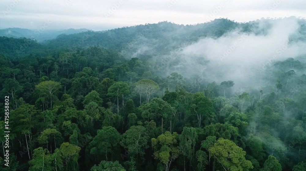 Fototapeta premium Misty, verdant rainforest canopy from above.