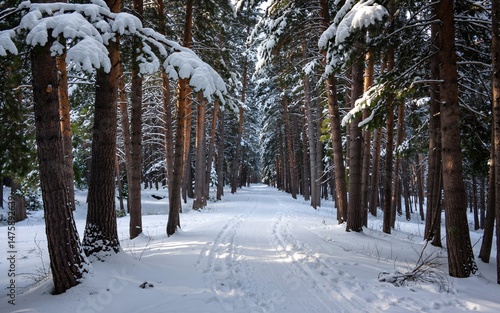 winter, Banff, Canada, Snowy Pine Forest Path