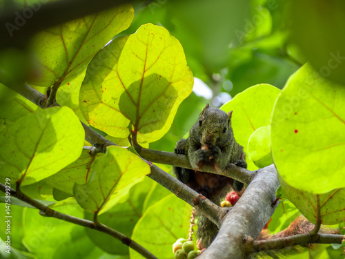 Squirrels are eating ripe sea grapes