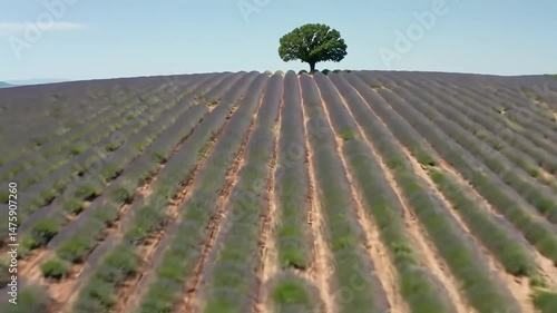Lavender Field with Lone Tree on Hilltop from Above