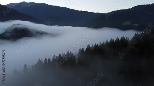 Misty Conifer Forest on Mountain from Above