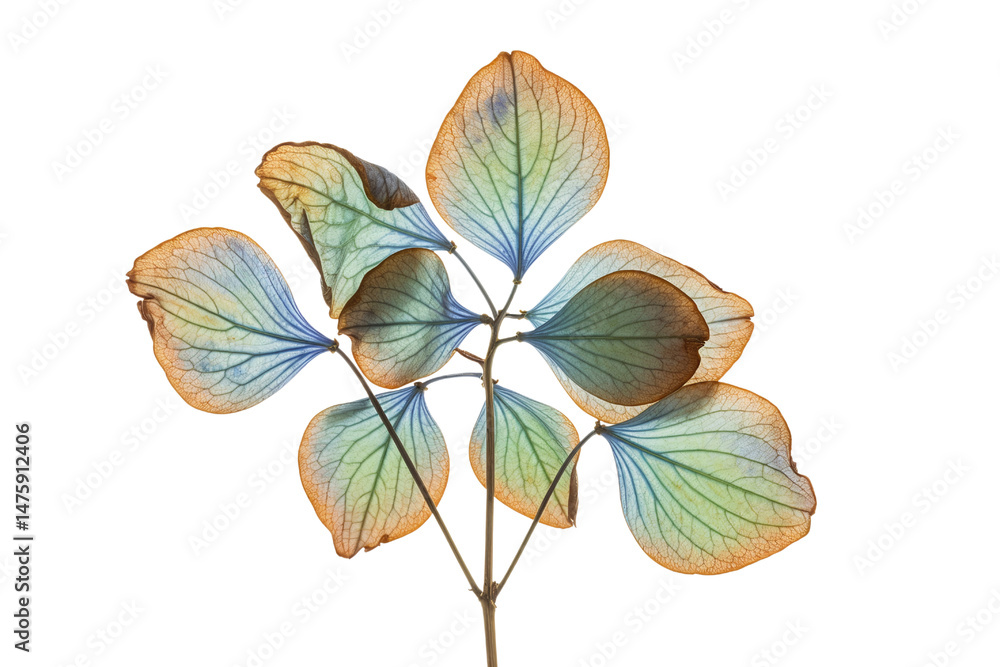 Obraz premium Delicate Dried Hydrangea Petals in Symmetrical Arrangement