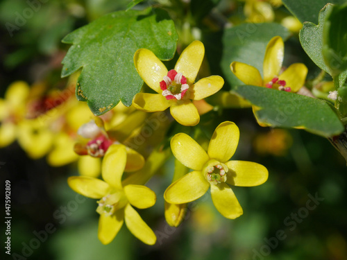 Golden Currant flowers blooming along a spring trail, Boulder, Colorado
