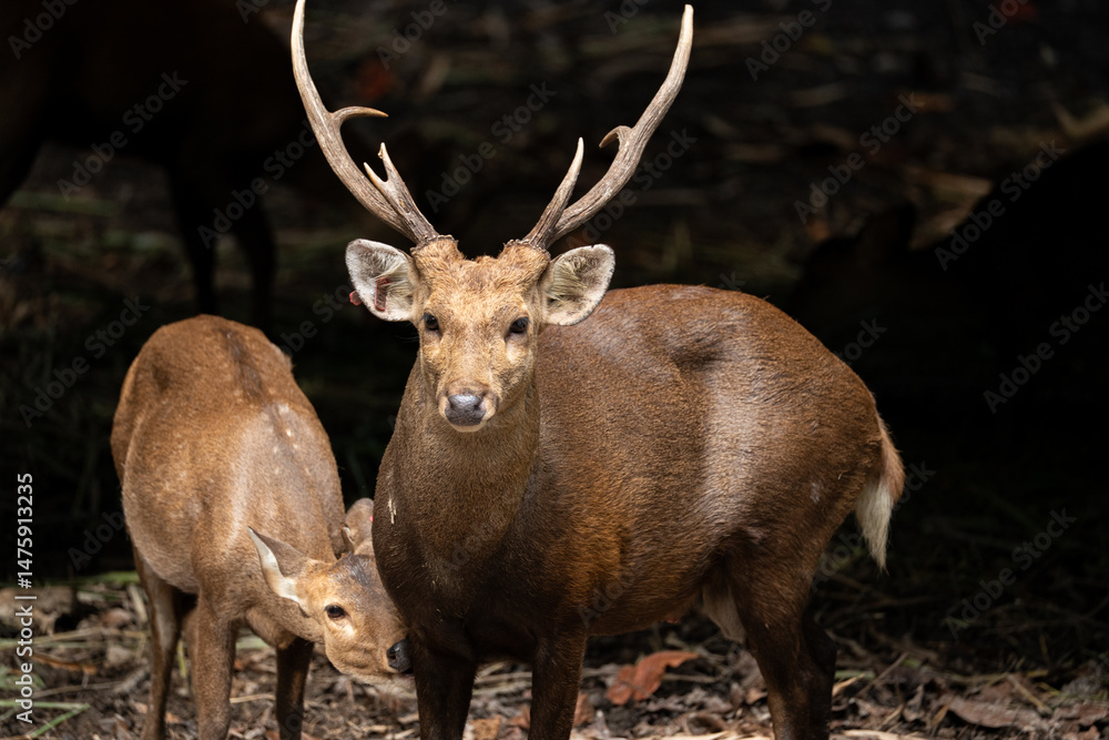 Obraz premium deer in the forest