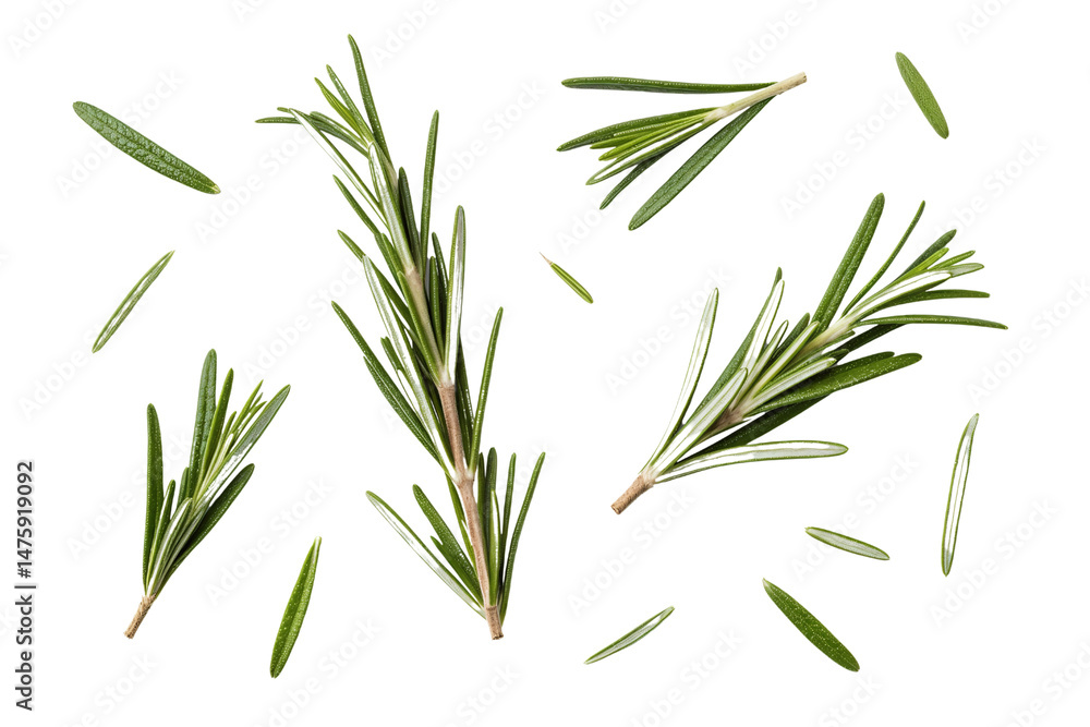 Fototapeta premium Fresh Rosemary Sprigs Scattered on White Background