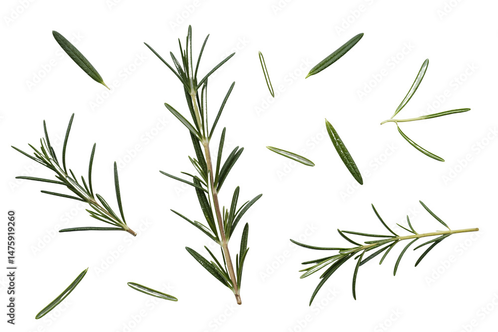 Fototapeta premium Fresh Rosemary Sprigs Scattered on White Background