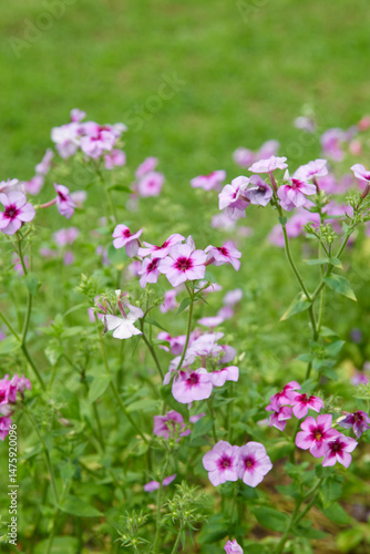 clusters of red and purple phlox flowers in garden, colorful small star shaped dense flower heads, soft focus with blurry garden background and copy space