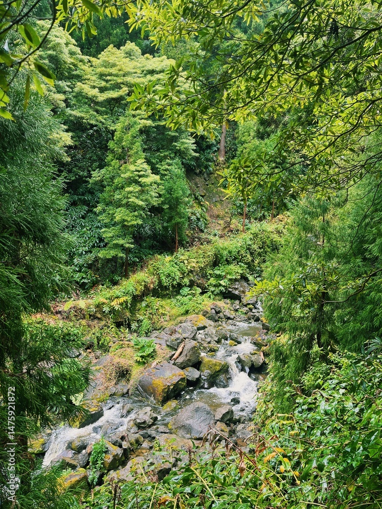 Fototapeta premium Green vegetation in the mountains of Sao Miguel on the Azores, Portugal