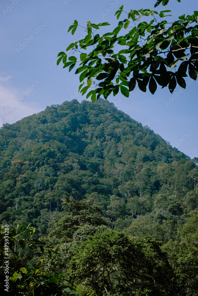 Obraz premium green tree in the mountains