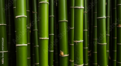 Lush bamboo forest with tall green stalks and natural ripples