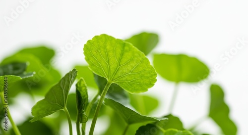 Obraz na płótnie Fresh green leaves with white background for nature and wellness design w salonie