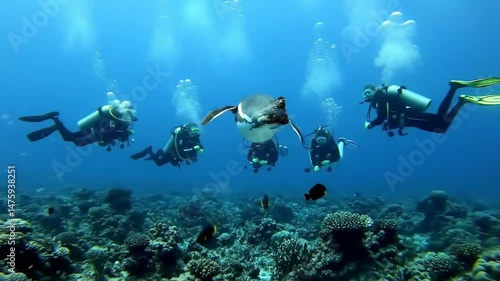 Wallpaper Mural Penguin Swimming Underwater with Divers in Ocean Setting Slow Motion Torontodigital.ca