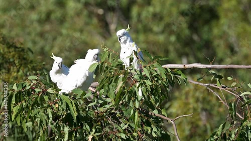 Cockatoos Perched Among Lush Greenery