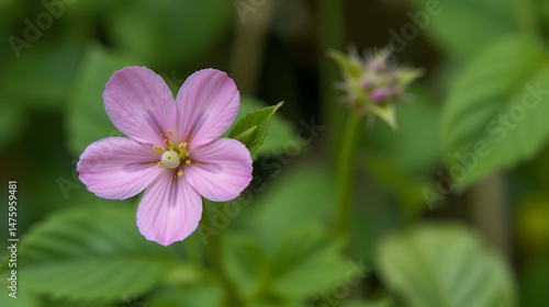 Lunaria, honesty, dollar plant, money-in-both-pockets, money plant, moneywort, moonwort, and silver dollar a flower with translucent fruits in the form of coins. Pink perennial flower