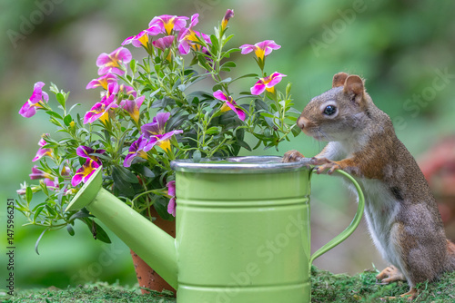 American red squirrel checks out green watering can in garden. 