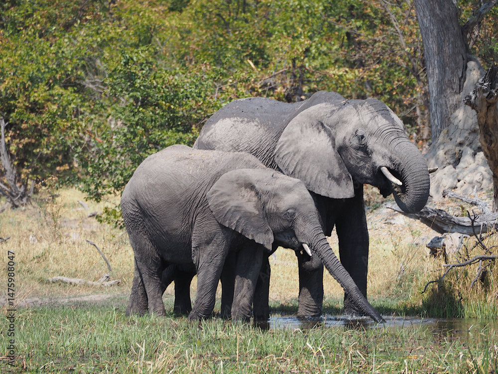 Obraz premium Elephants, Botswana