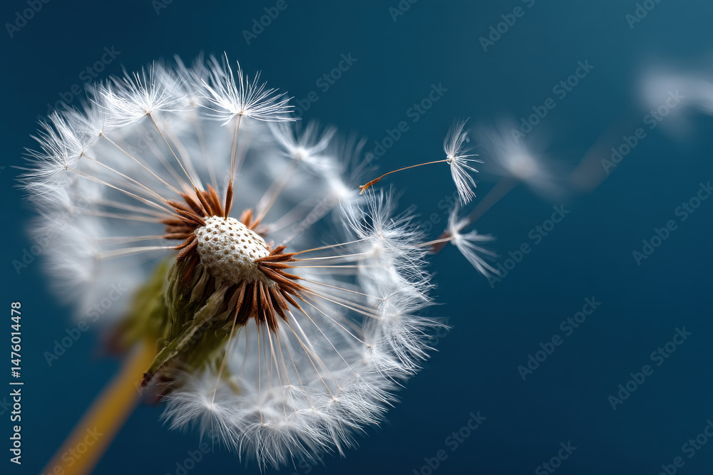 Fototapeta premium Close up of dandelion spore blowing away