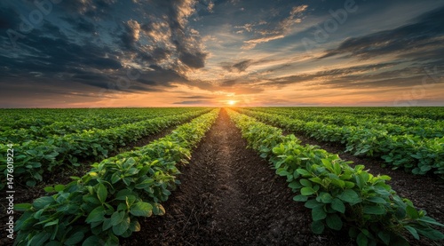 Sunset over a vibrant soybean field